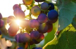 Сезон переработки винограда